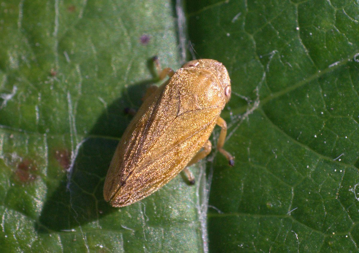 Philaenus spumarius (Aphrophoridae)